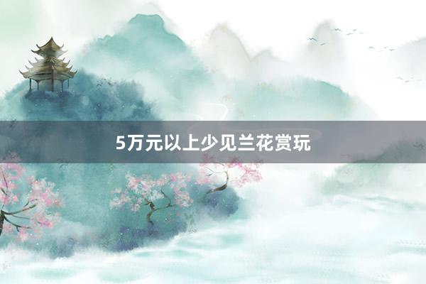 5万元以上少见兰花赏玩